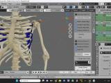 Rigging A Skeleton Blender Stack Exchange