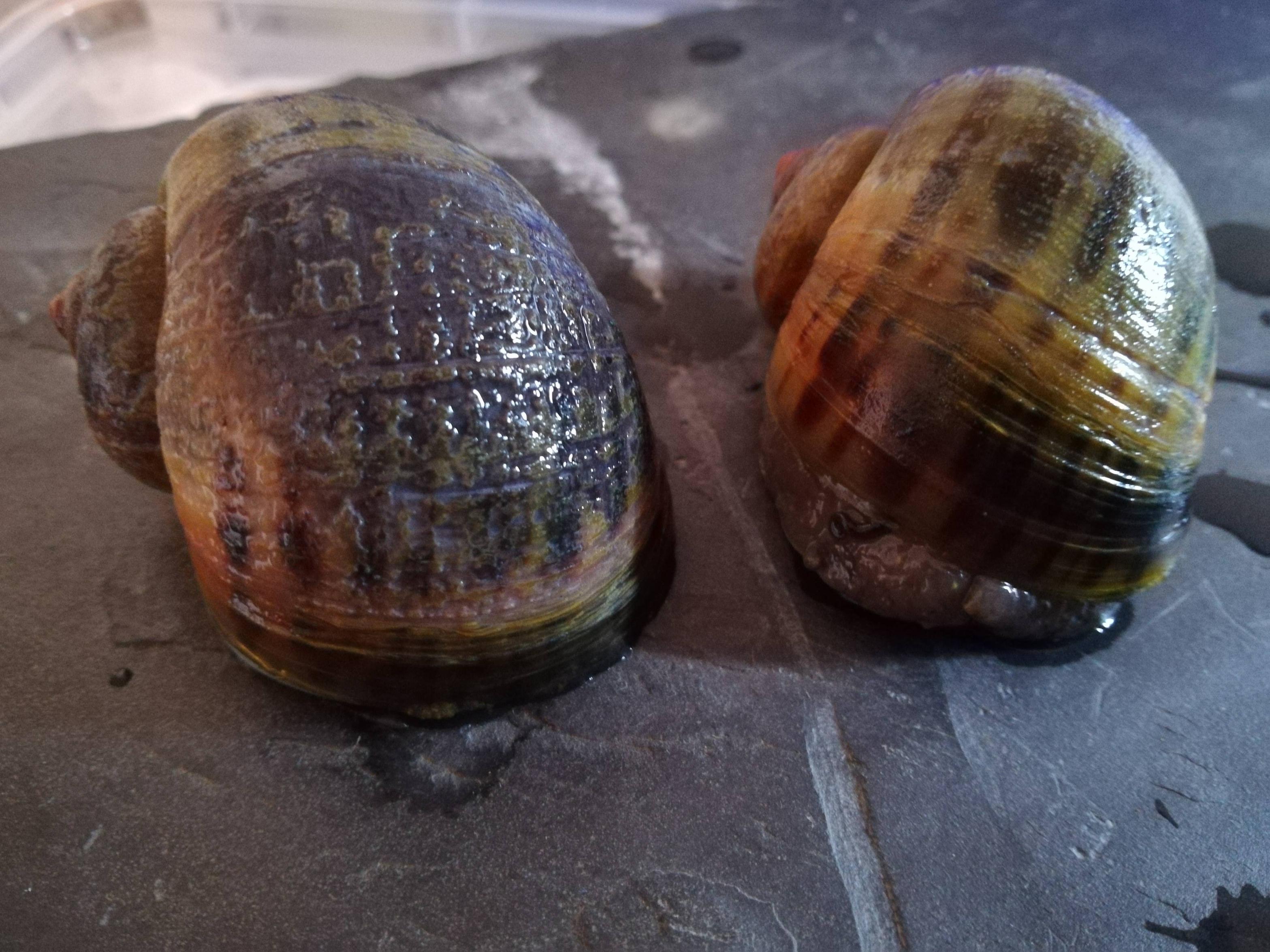 Snail Diseases And Problems She went mountain-climbing last night and I woke after hearing her land on the kitchen floor Ive been burgled recently so Im a bit sensitive to noises in the night. Snail Diseases And Problems Mystery snails arent generally picky eaters but they require a diet high enough in calcium to promote healthy shell growth.