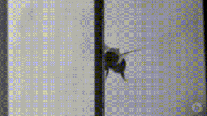 into bees repeatedly run bumble why collision gifs bumblebee walls biology wall slow motion gawker kinja enter spine films credit