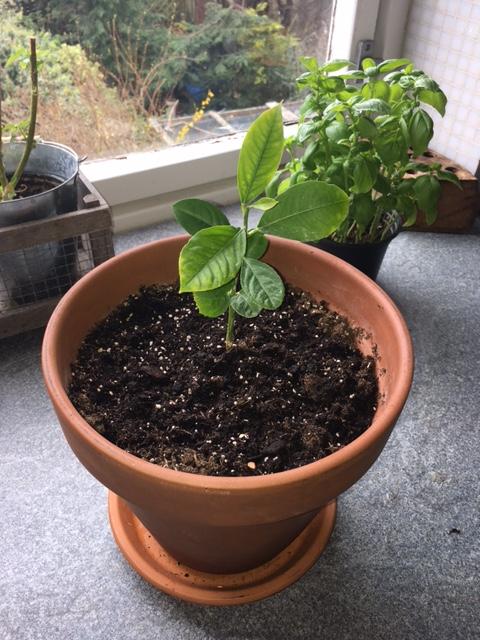 How To Grow A Lemon Tree From Seed