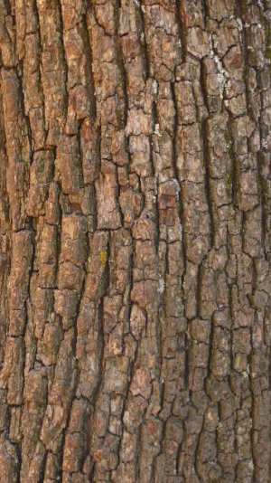 bark texture tree cylinder map gimp plane graphic does looks
