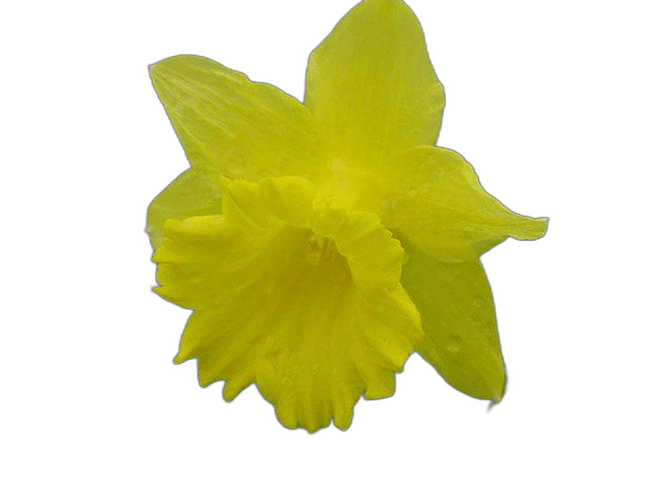 Flower Recognition System Using Opencv On Android Platform Pdf - Premium Gradient Design Gallery - 4K