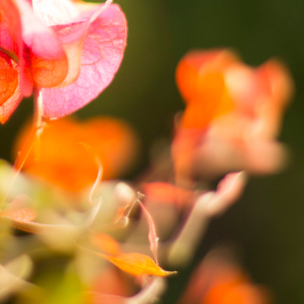 Centered Image - Full HD Landscape Photos for Desktop