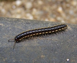 millipedes centipedes tilapia legs move aquaponics animals feed blurtit