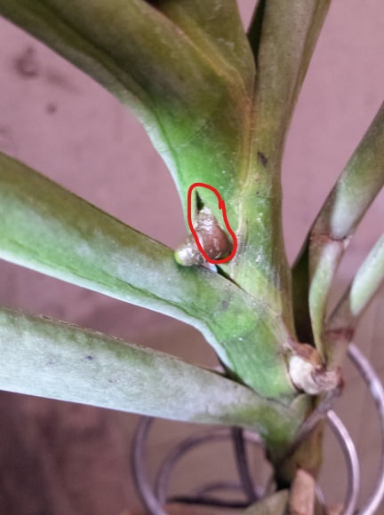 If you suspect your orchid may be afflicted, check the roots. Orchid Root Rot Gardening Landscaping Stack Exchange