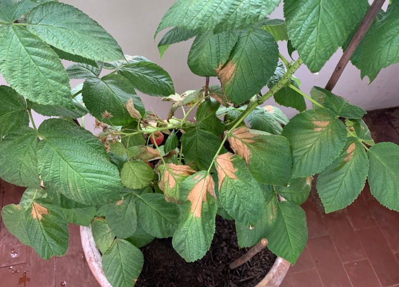 Raspberry Runner Going Brown R Gardening - Abstract Designs - Perfect 4K Collection