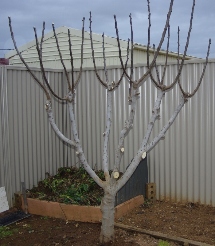 Guide To Pruning Fig Trees Creepers Nursery
