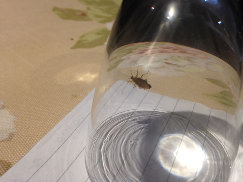 Entomology Flying Insect Identification Biology Stack Exchange - Desktop Mountain Pictures for Desktop