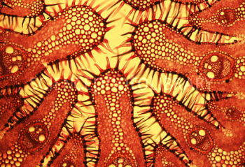 wallpapers Microscope Real Grass Cells happy grass grass cells under a