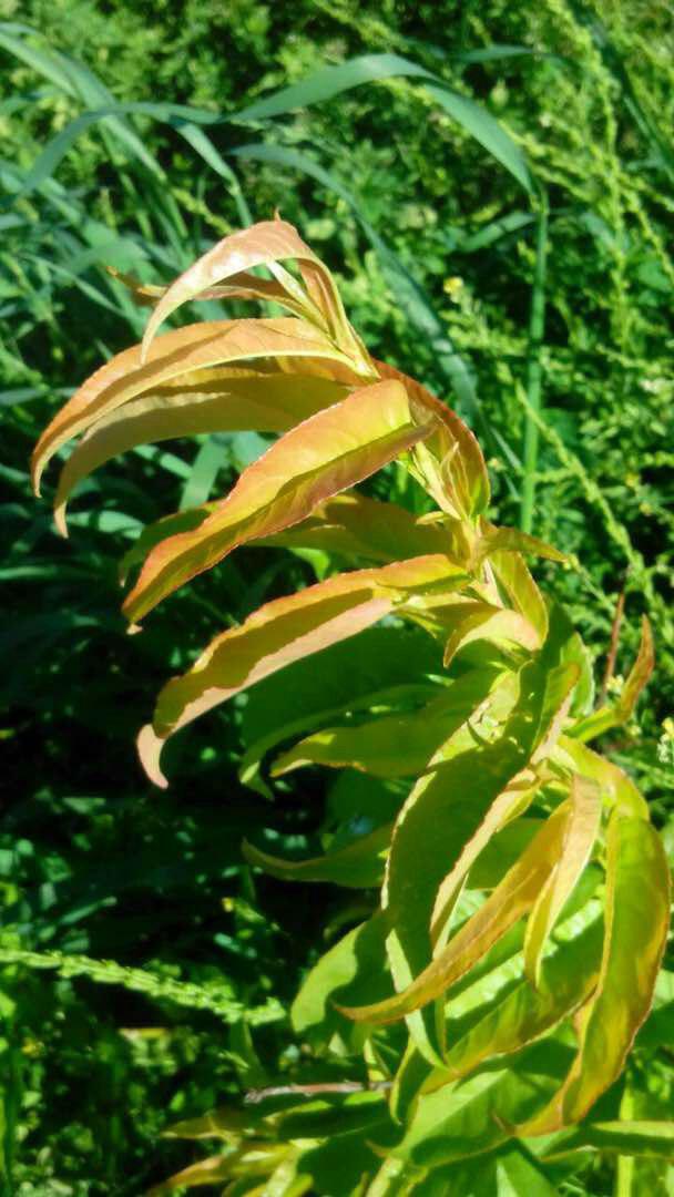 Autumn Peach Tree Leaves Reminding Me Of Mango Trees Milkweed Farm