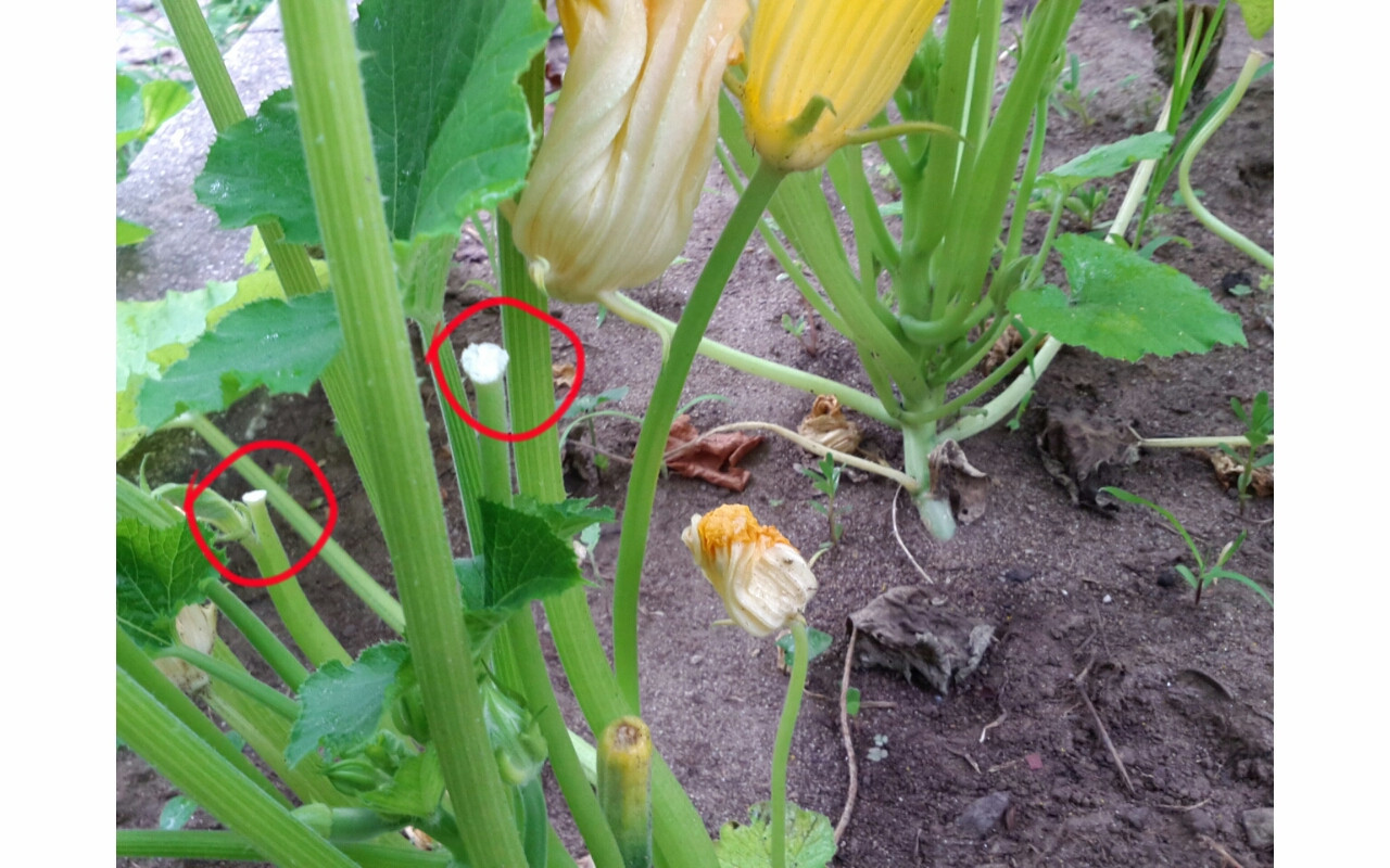 Female zucchini flowers not opening