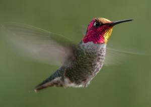 wings fly need would kind person hummingbird
