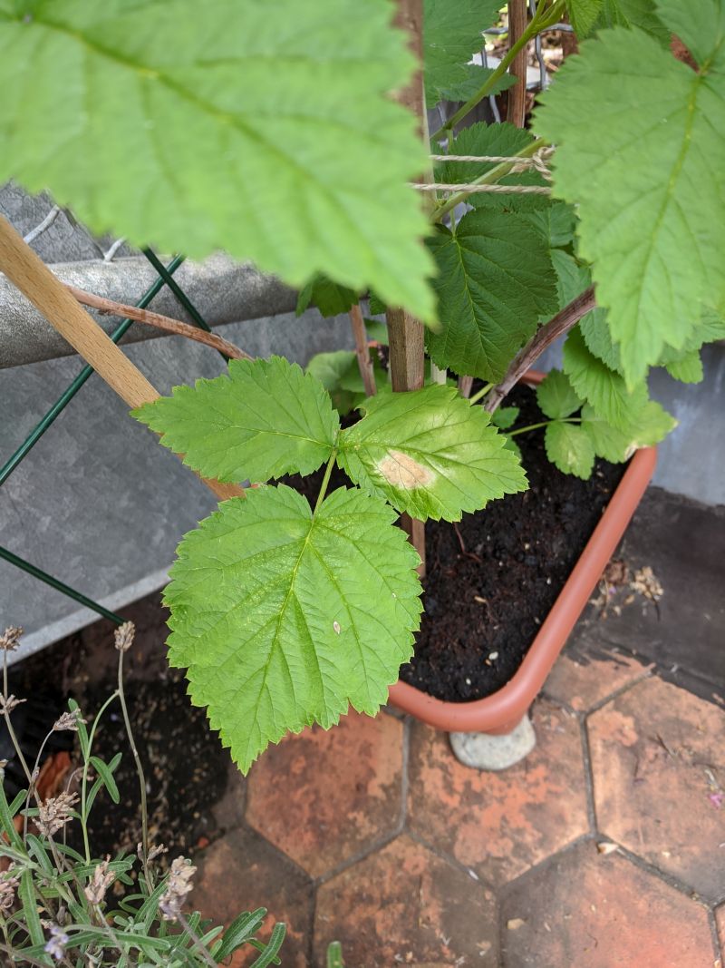 Raspberry Runner Going Brown R Gardening - Abstract Wallpapers - Classic 8K Collection