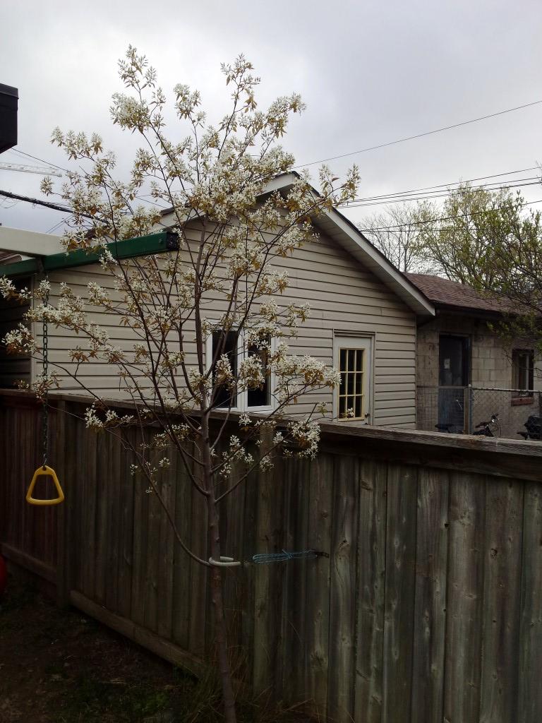 Identification Help Identifying Tree Gardening Landscaping Stack - Premium Sunset Texture Gallery - 8K