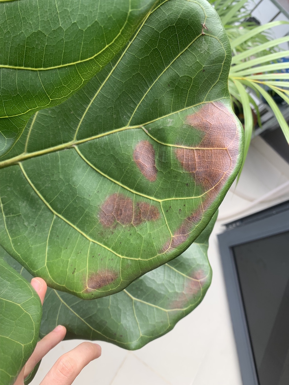 Brown spot on fiddle leaf fig