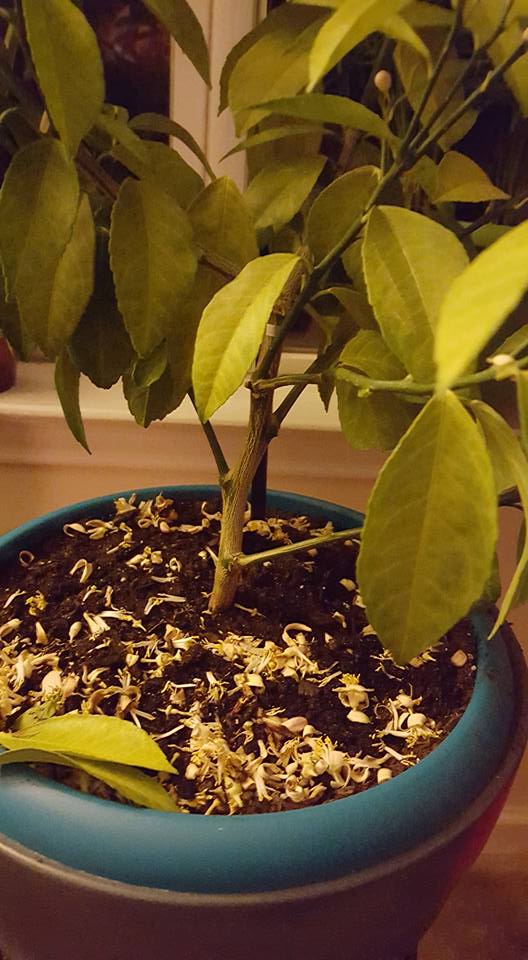 Xtremehorticulture Of The Desert Yellowing Of Meyer Lemon Tree Leaves Hard To Correct