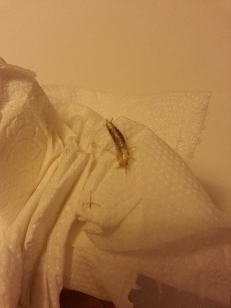 Identify Insect R Biology - Best Minimal Backgrounds in 8K