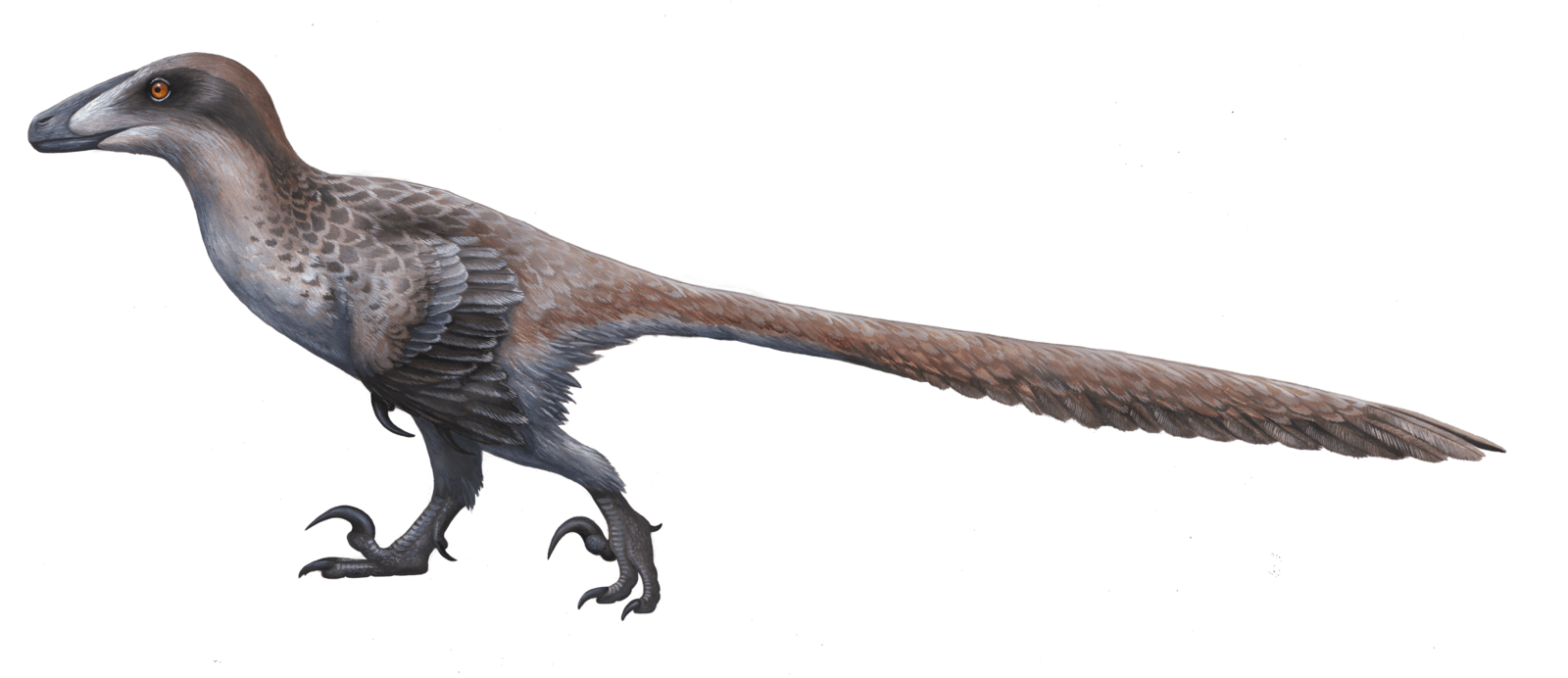 · anchiornis huxleyi · rahonavis ostromi · balaur bondoc . Y avait-il des dinosaures volants? - RÃ©ponses Ici