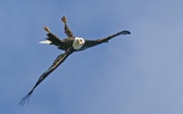 eagle flying down upside eagles showing manipulated apparently genuine stack unusual poses interesting found portfolio site