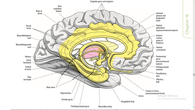 What Is The Amygdala Function Brain Location - 8K Abstract Illustrations for Desktop