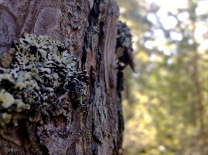 Dslr Camera Background Hd Photo