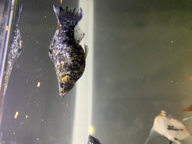 Dalmatian Mollie Fish Pet Fish Aquarium Fish Molly Fish I started feeding them Liquidfry which is special food for them. Dalmatian Mollie Fish Pet Fish Aquarium Fish Molly Fish If you purchase the fry from the pet store or a breeder then remember to pick them up as quickly as possible after birth and make sure that you carry the fry in a sealed bag filled with warm water and sufficient room for the fry to.