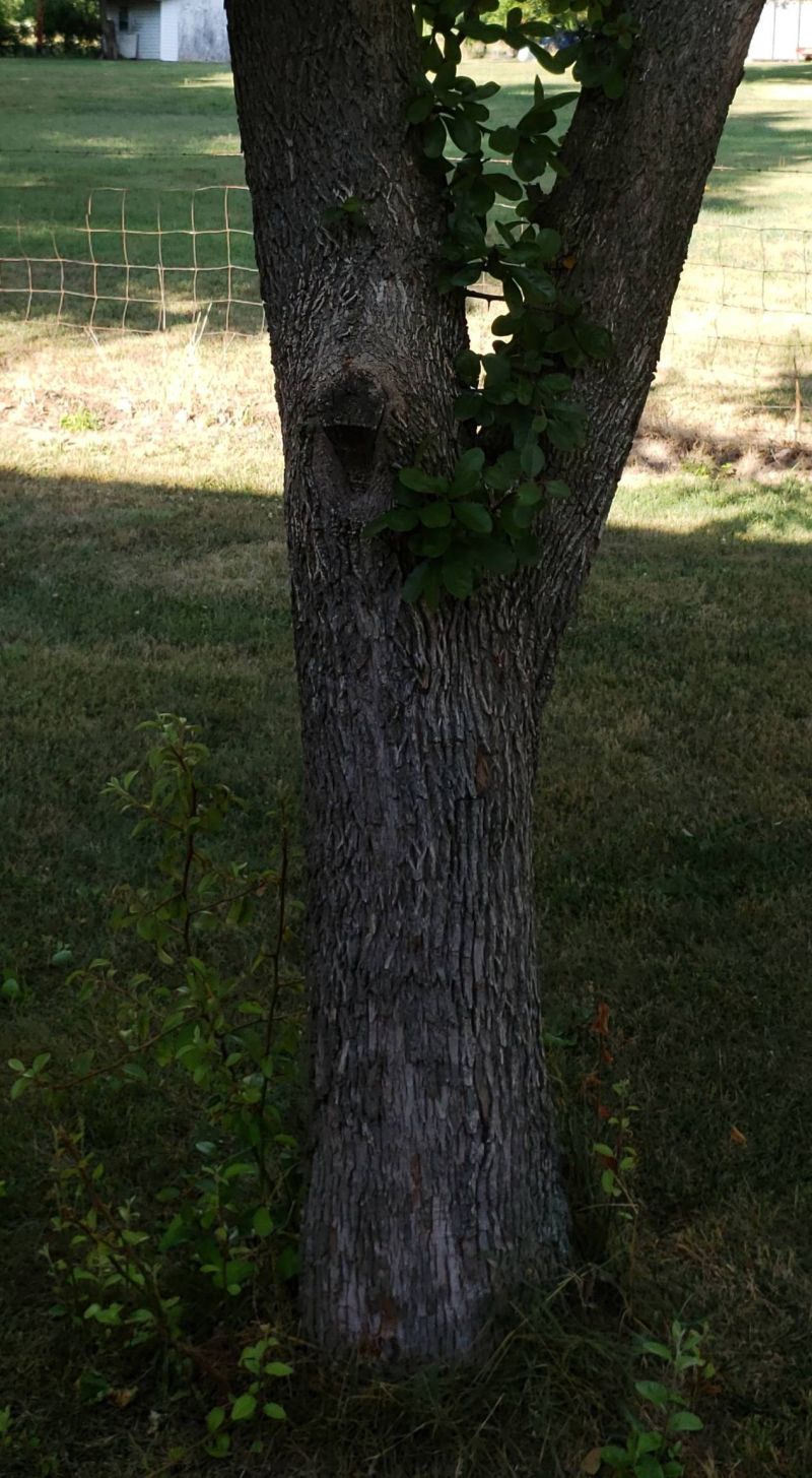 Forum Need Help Identify Tree - Best Sunset Designs in High Resolution