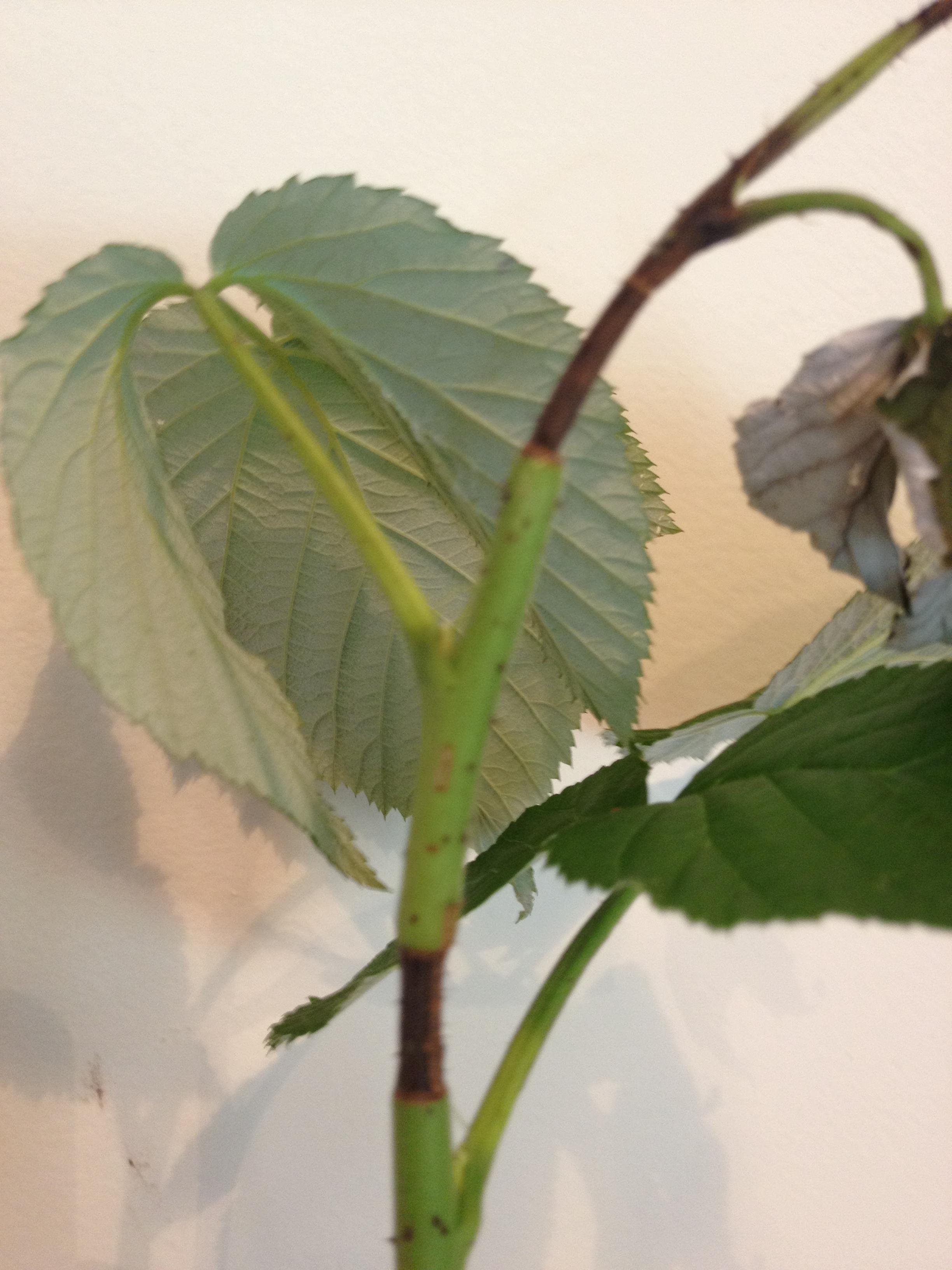 Growing your own wild raspberry bushes (rubus idaeus) is easy and rewarding. pests - What is the disease or organism that is causing