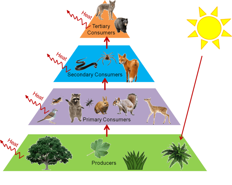 Ecology Are Humans Considered Keystone Species Biology Stack Exchange - Download Elegant Geometric Texture | Mobile