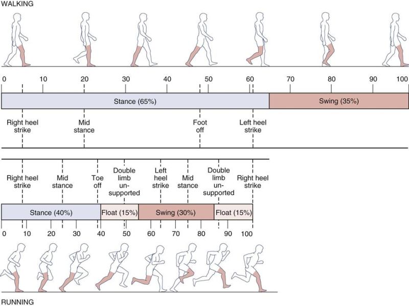 How Do We Walk Pdf Walking Running - Stunning 4K Gradient Illustrations | Free Download