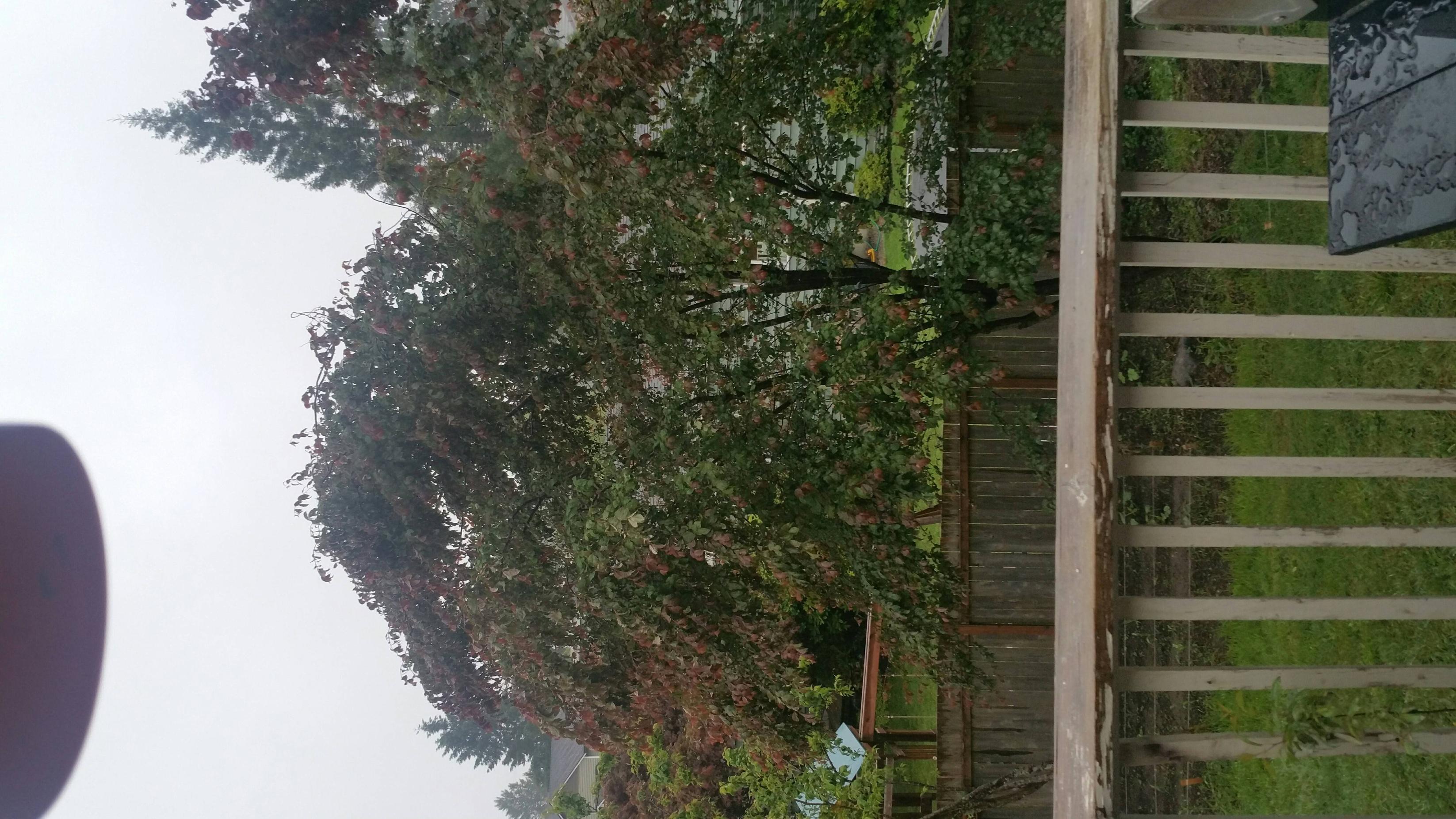 Fairy Tale Treehouses Treehouse Point Washington My Feet Will Lead Me