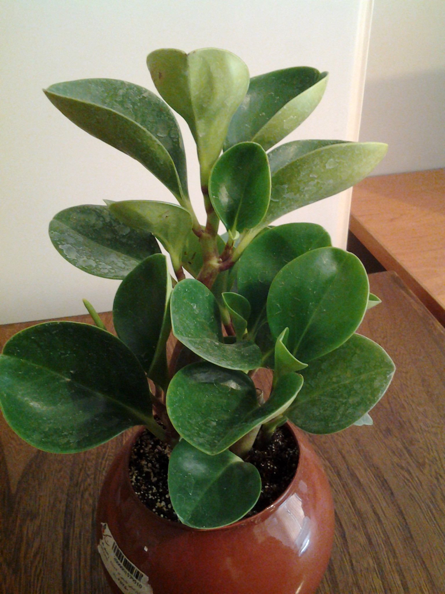 Houseplant identification