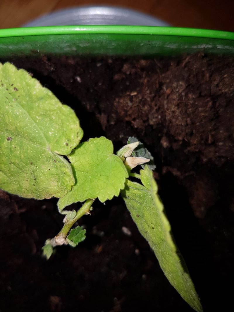 Identification Please Help Identifying Gardening Landscaping - Best Nature Patterns in Full HD