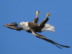 eagle flying down upside bald apparently showing manipulated fly birds eagles head bird flight its flies biology meme way