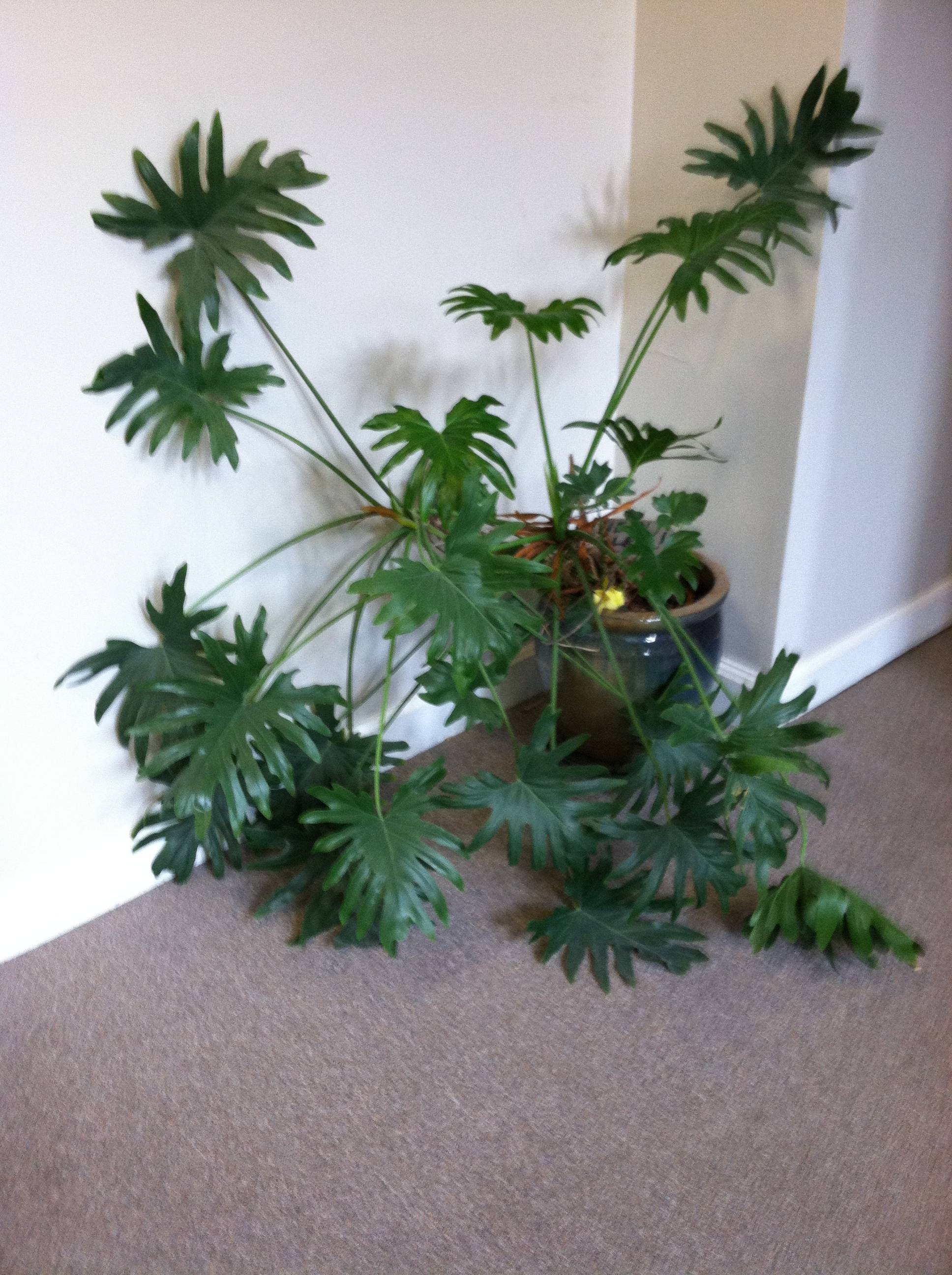 Large leaf house plants identification