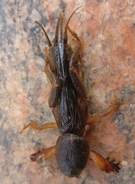 Identify Cockroach Species Roach Cockroach Insect - Landscape Designs - Ultra HD Ultra HD Collection