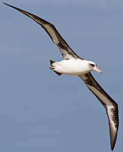 bird extinct albatrosses gliding non animals laysan exist species does scienceviews argentavis source