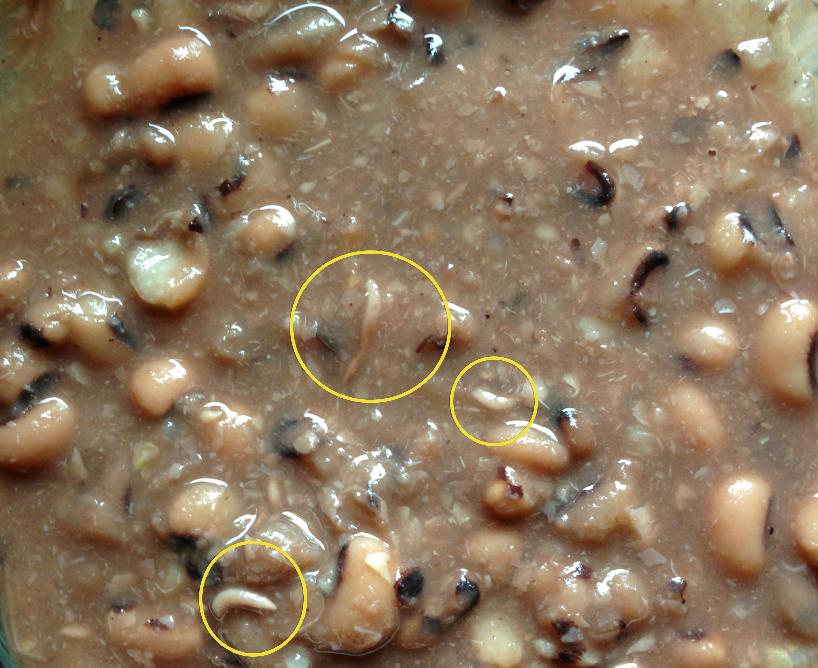 These proteins can interfere with the body's ability to effectively absorb nutrients and, since they cannot be digested, t. food safety - Are these worms in my black eyed peas/beans