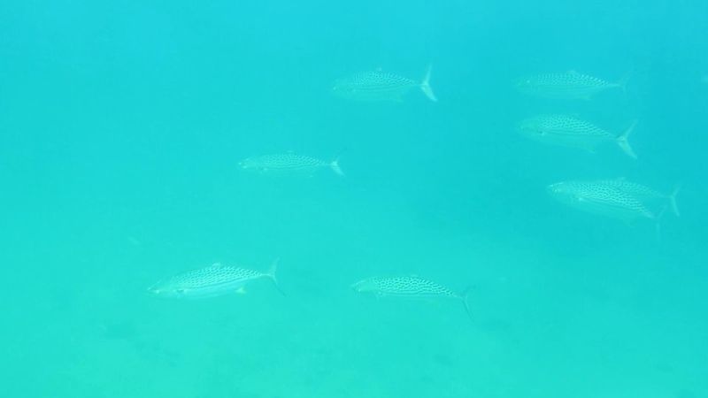 Ffmpeg Adjust Contrast Show Histogram Stack Overflow - Best Ocean Arts in Mobile