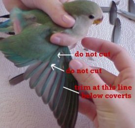 guinea feathers cut wings fowls blood wing birds trim pets stack