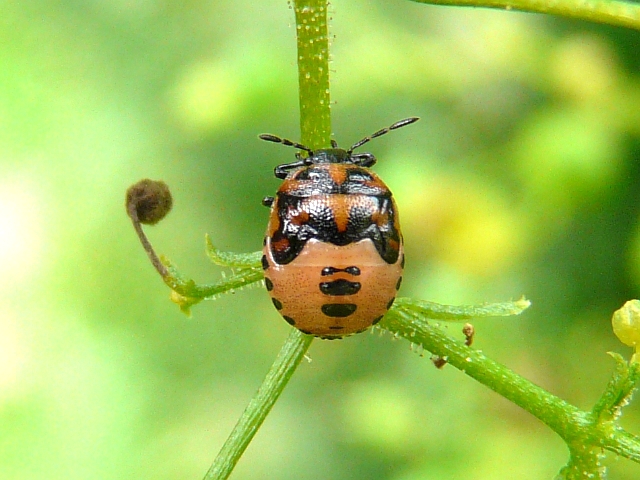 Identify Insect R Biology - Geometric Arts - Ultra HD Ultra HD Collection