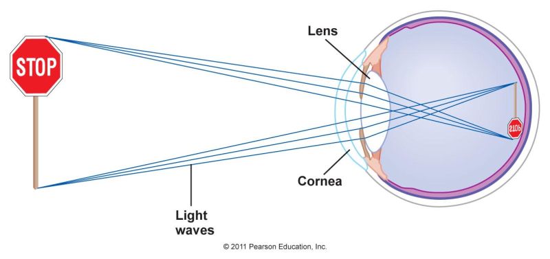 Optics How We Can Distinguish Objects Separately Even If Light Rays - Best Minimal Illustrations in Retina