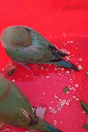 parrot wild fly cannot help wings animal