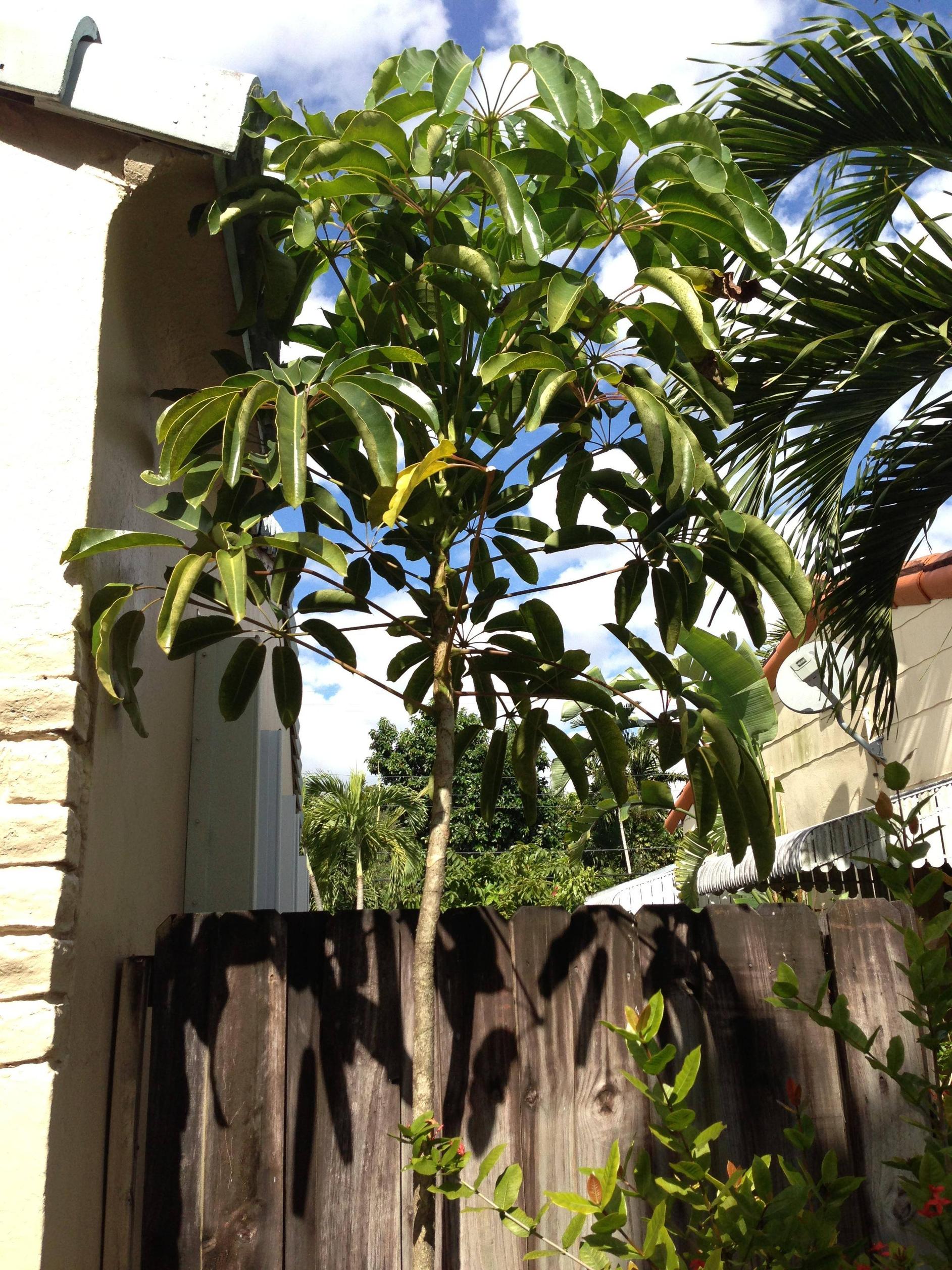 Day 202 Trees Of Central Florida Sanford 365