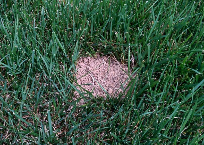 Will Grass Survive Under A Pile Of Dirt?