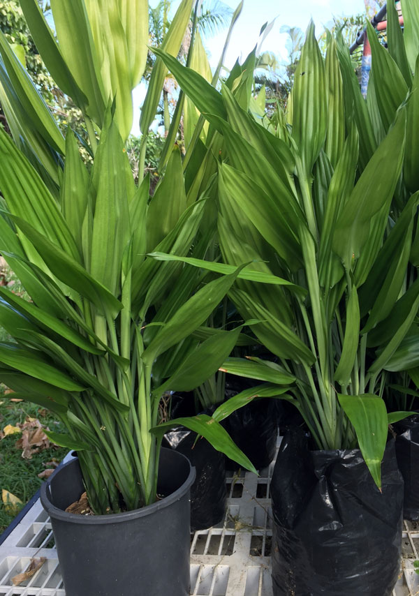 Identification Help Identify This Tree Please Gardening - Ultra HD Mountain Designs for Desktop