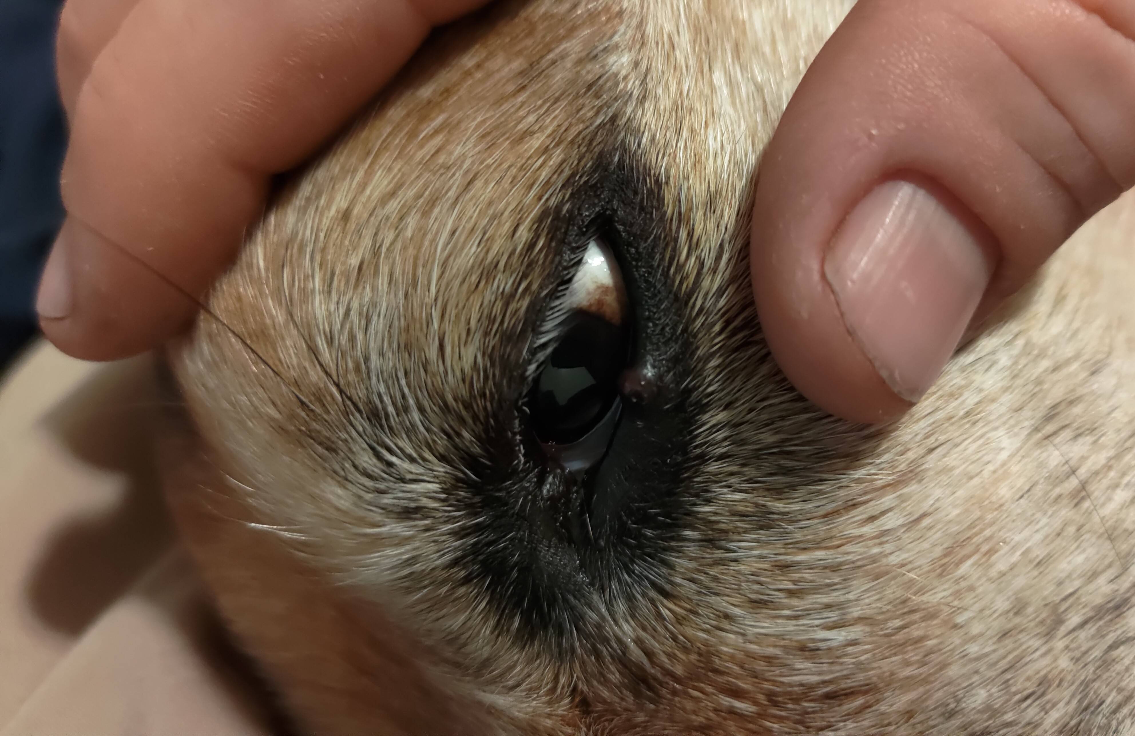Dog has a lump on eyelid