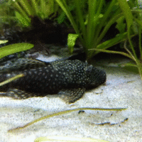 Sexing Bristlenose Plecos Aquariums The males have visibly longer bristles which grow out on the top and towards the center of their heads while the females have smaller bristles which grow more around the snout margins.