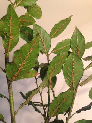 Cause Of Sticky Bay Leaves