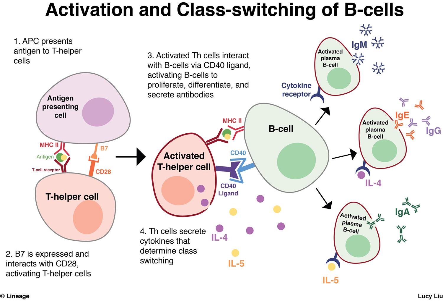 immunology - IgA-s in an immune system vaccined ...